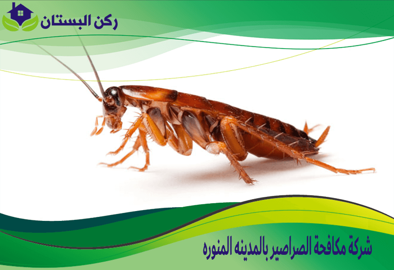 شركة مكافحة الصراصير بالمدينة - أفضل خدمات مكافحة الحشرات