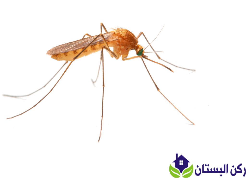 شركة مكافحة حشرات بالمدينه المنوره