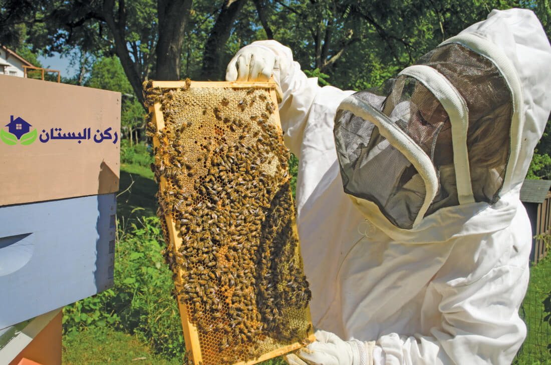 شركة رش مبيدات بالمدينه المنوره