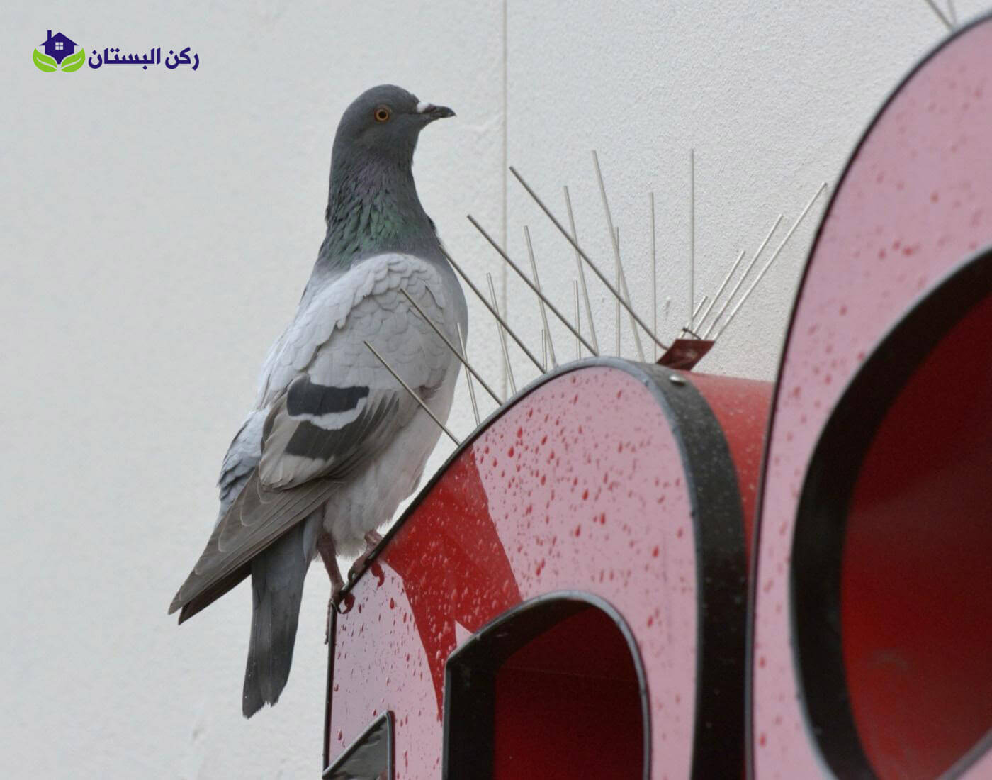 شركة تركيب طارد حمام بالمدينه المنوره