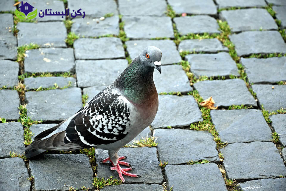 شركة مكافحة الحمام بالمدينه المنوره