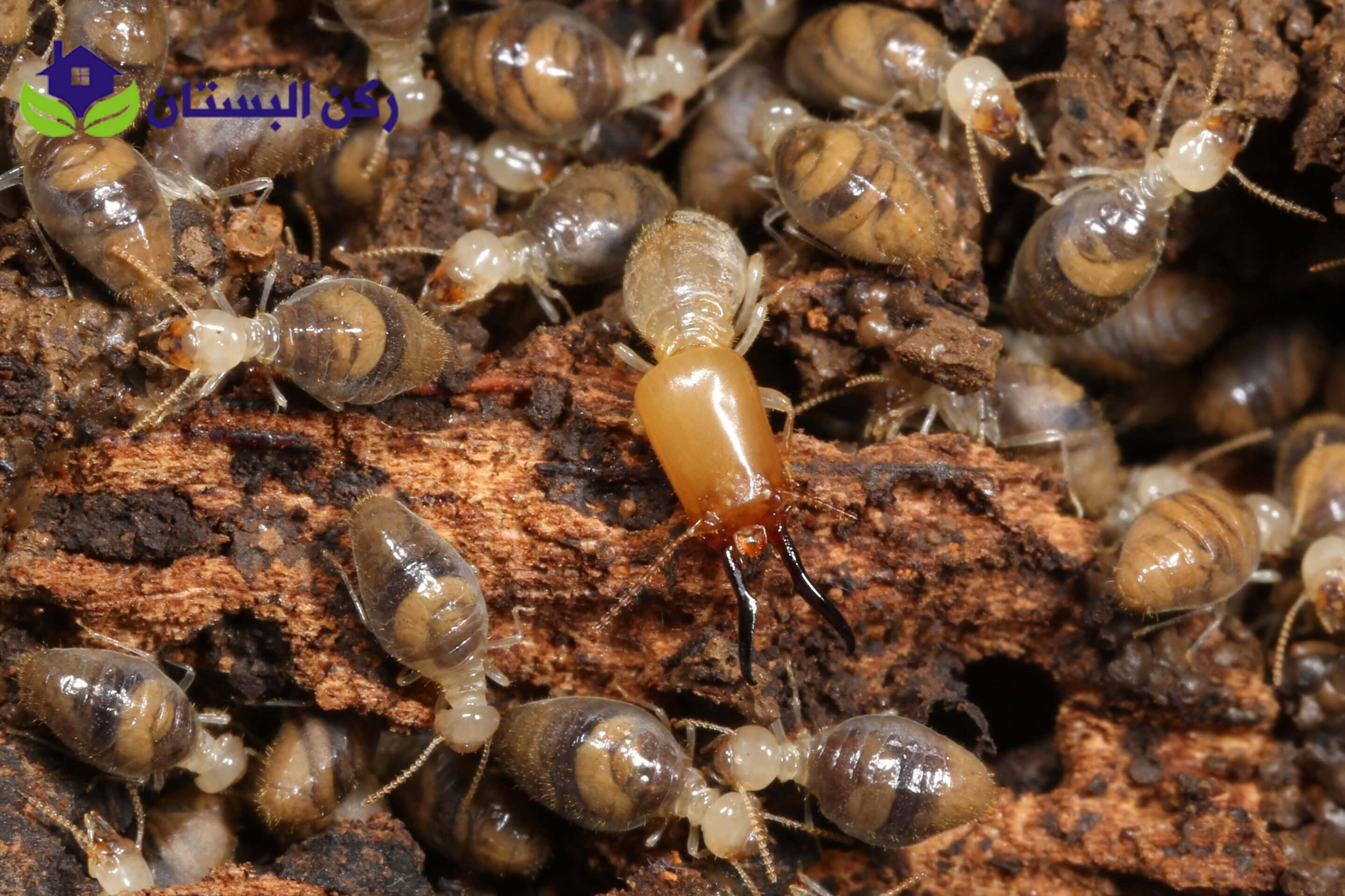 شركة مكافحة النمل الابيض بالمدينه المنوره