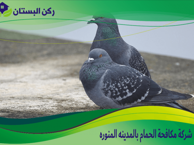 شركة مكافحة الحمام بالمدينه المنوره