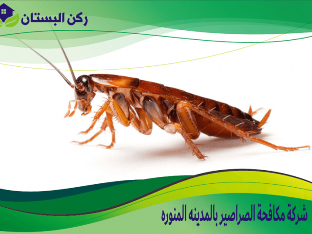 شركة مكافحة الصراصير بالمدينه المنوره