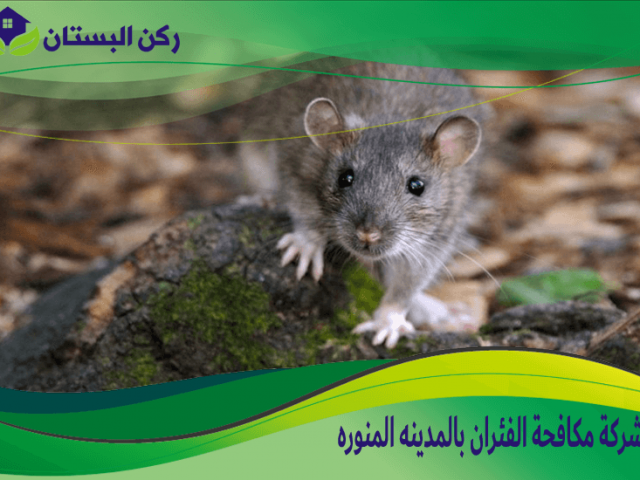 شركة مكافحة الفئران بالمدينه المنوره