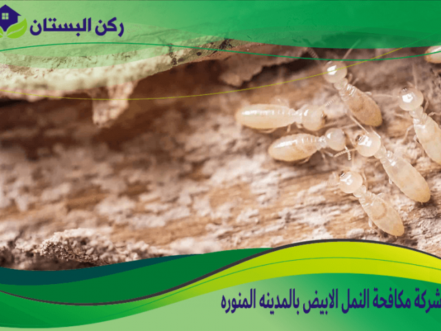 شركة مكافحة النمل الابيض بالمدينه المنوره