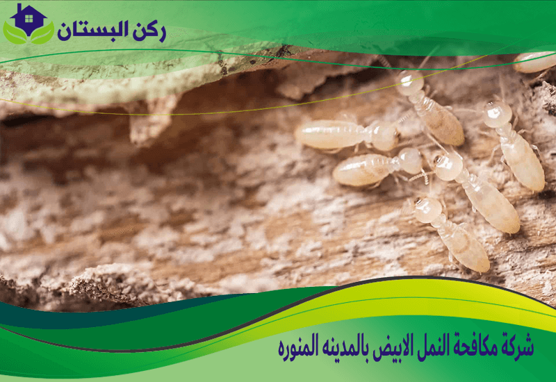 شركة مكافحة النمل الابيض بالمدينه المنوره