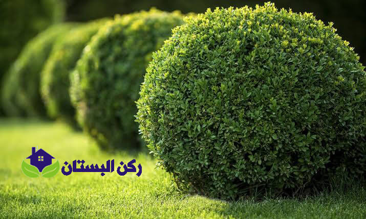 مهندس تصميم حدائق بالمدينة المنورة