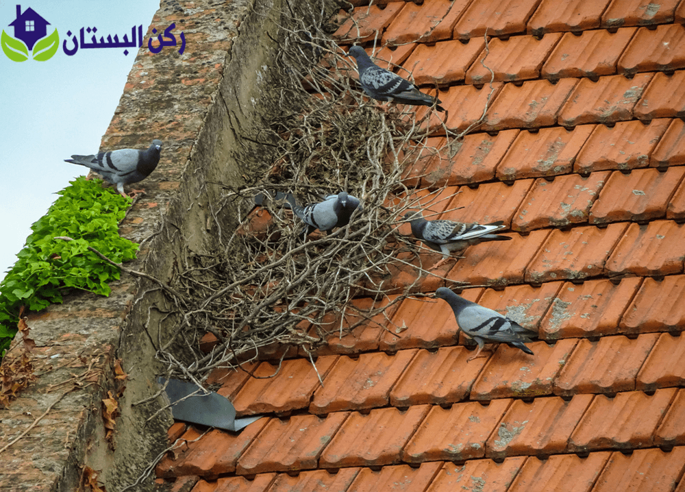 شركة تركيب طارد الحمام بالحناكية