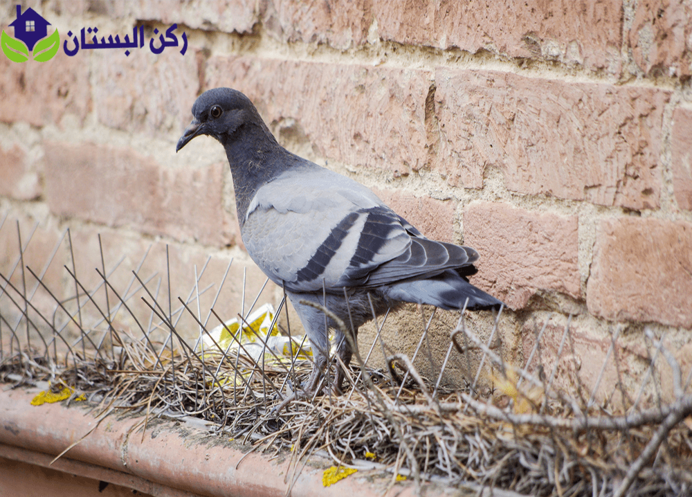 شركة تركيب طارد الحمام بالحناكية