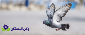 تركيب شوك حمام بينبع