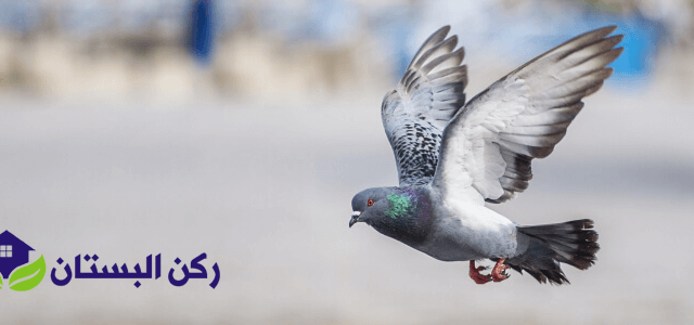 تركيب شوك حمام بينبع