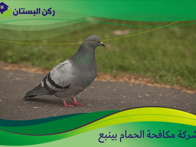 شركة مكافحة الحمام بينبع