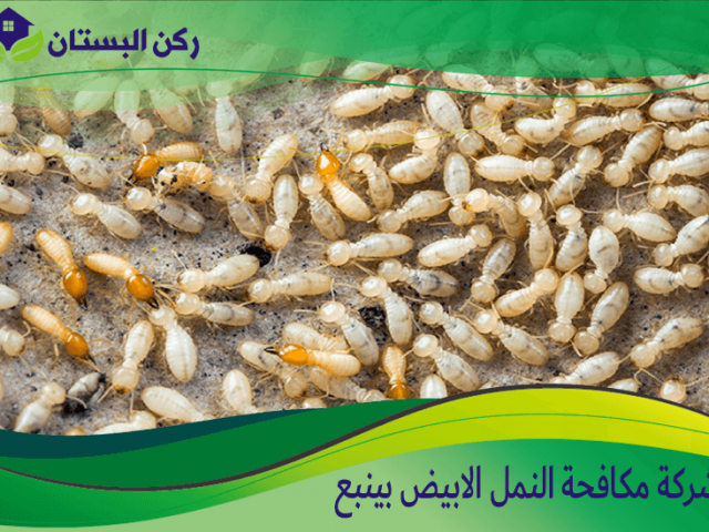 شركة مكافحة النمل الابيض بينبع