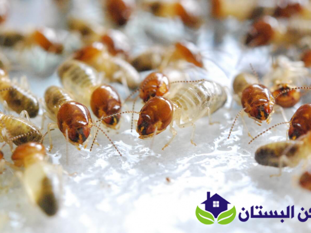 شركة مكافحة النمل الابيض بينبع
