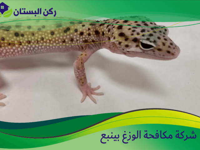 شركة مكافحة الوزغ بينبع