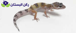 شركة مكافحة الوزغ بينبع