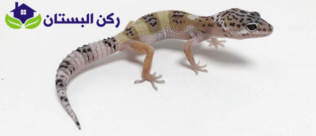 شركة مكافحة الوزغ بينبع