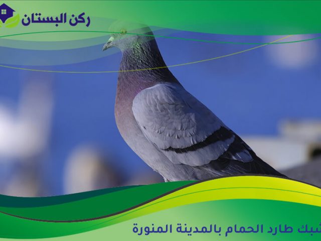 شبك طارد الحمام بالمدينة المنورة