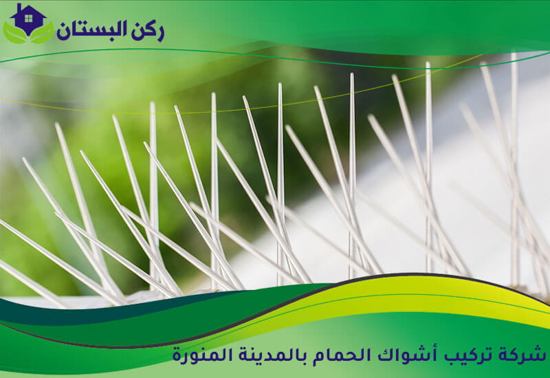 شركة تركيب أشواك الحمام بالمدينة المنورة