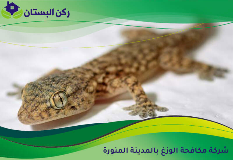 شركة مكافحة الوزغ بالمدينة المنورة
