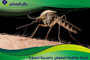 شركة مكافحة البعوض بالمدينة المنورة