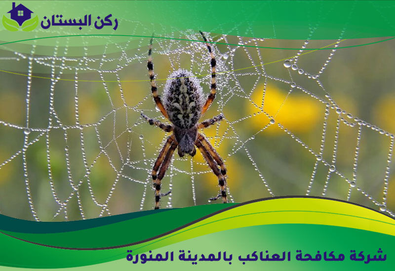 شركة مكافحة العناكب بالمدينة المنورة