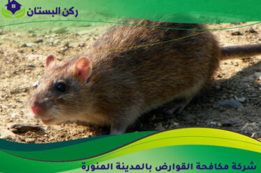 شركة مكافحة القوارض بالمدينة المنورة