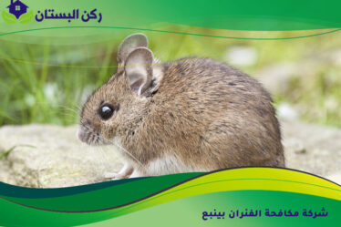 شركة مكافحة الفئران بينبع