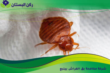 شركة مكافحة بق الفراش بينبع